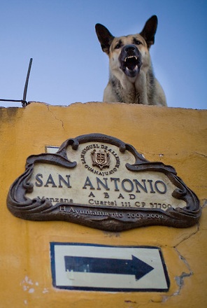 A german Shepherd dog protects his home while standing on the roof. San Miguel de Allende, Mexico