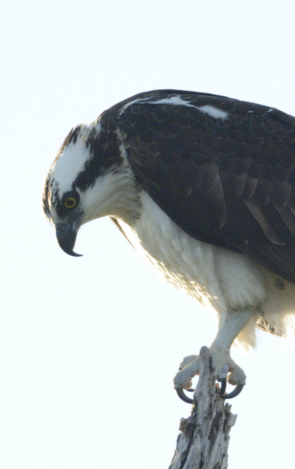 Osprey talons are adapted for catching fish while the hooked bill can tear apart prey