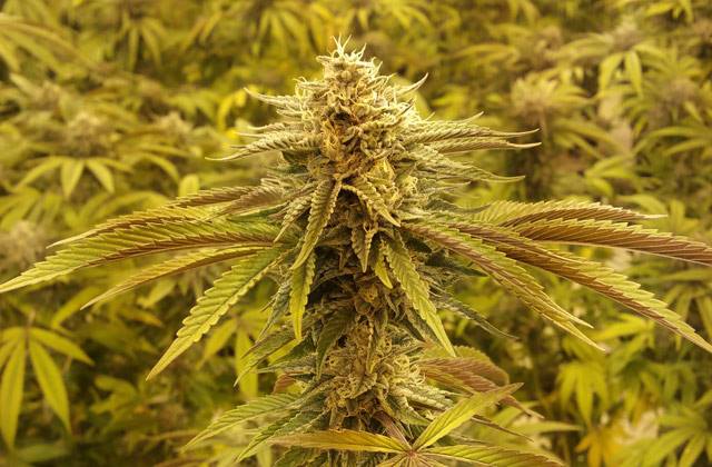 cannabis_plant