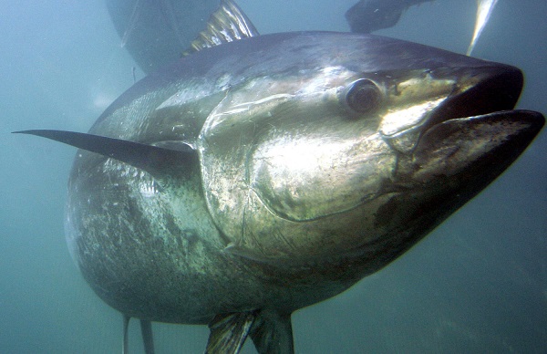 A bluefin tuna swims inside farming pens in 2007 prior to harvest near Ensenada, Mexico. Photo: Chris Park/AP