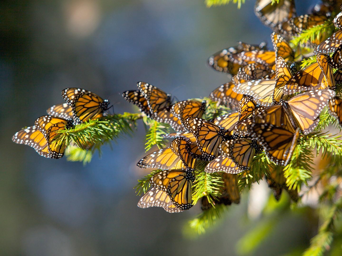 First monarch butterflies start arriving in Mexico San Miguel Times