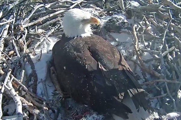 This still photo taken from live stream remote video cam and provided by Friends of Big Bear Valley shows a bald eagle keeping warm two recently hatched chicks on Tuesday, Feb. 13, 2018 in Big Bear, Calif. (Photo: TheNews.MX)