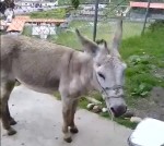 Venezuelan firemen arrested for donkey video mocking Nicolás Maduro ...