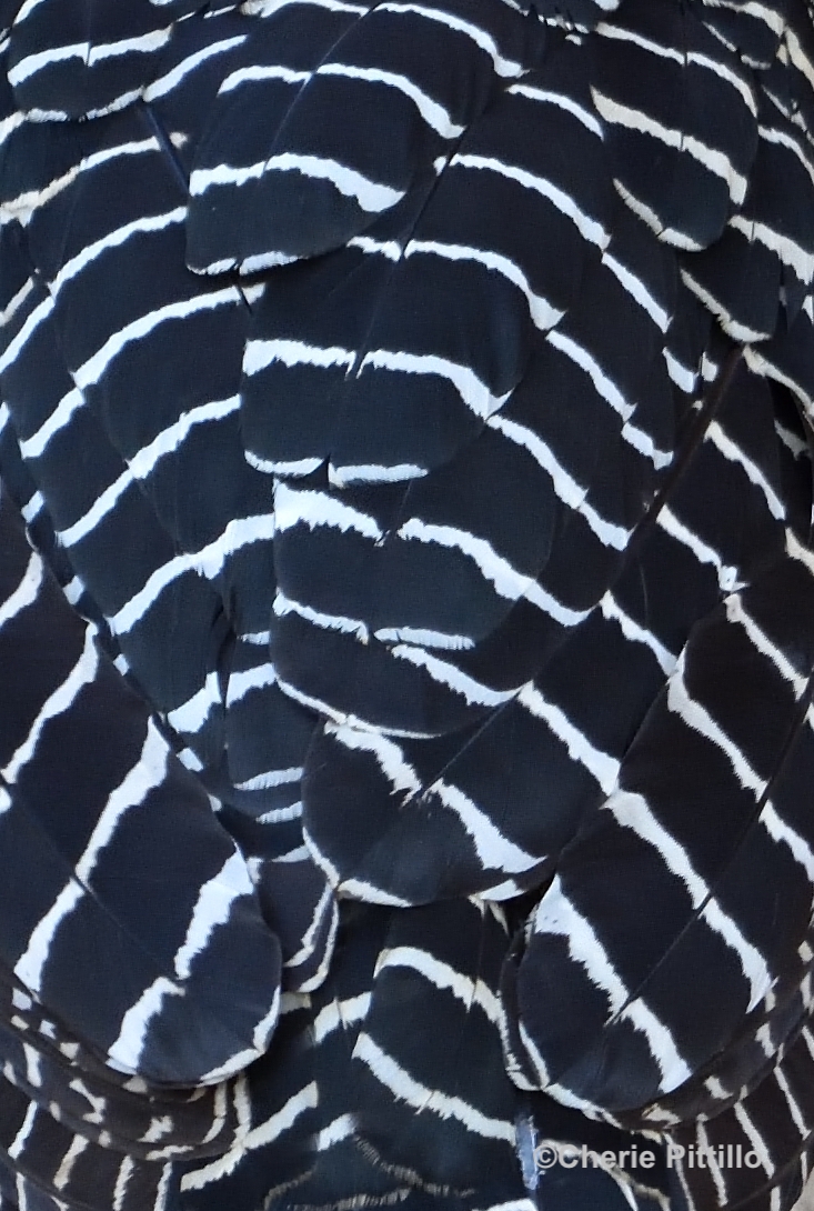 Feather pattern of female Bare-faced Curassow