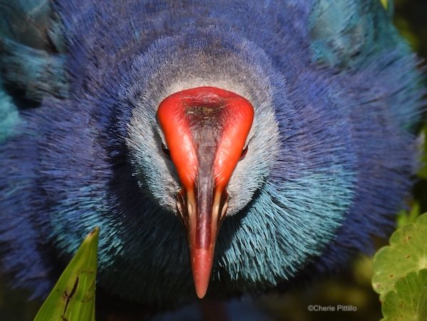 This image has an empty alt attribute; its file name is SLIDER-AND-1-Gray-headed-Swamphen-with-swollen-frontal-plate.jpg
