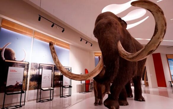 Have a glimpse into the past with Mexico’s Mammoth Discoveries - San ...