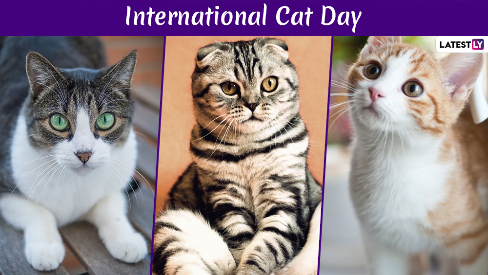 International Cat Day A tribute to our fabulous feline companions